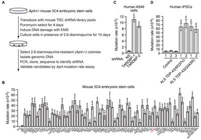 Loss of TDP-43 function contributes to genomic instability in amyotrophic lateral sclerosis